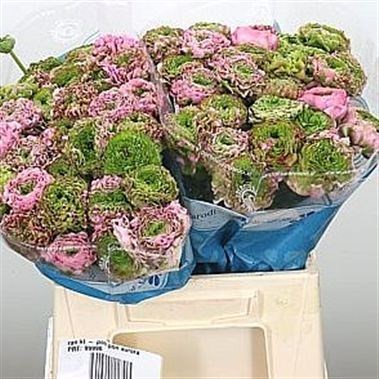 Ranunculus Pon Pon Aurora