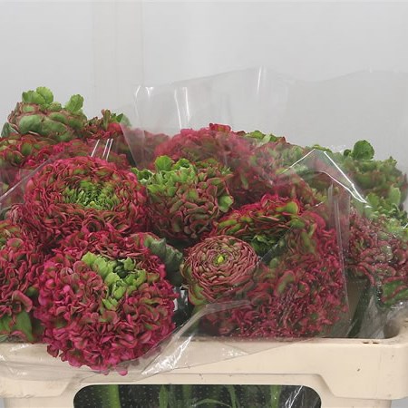 Ranunculus Pon Pon Fanny