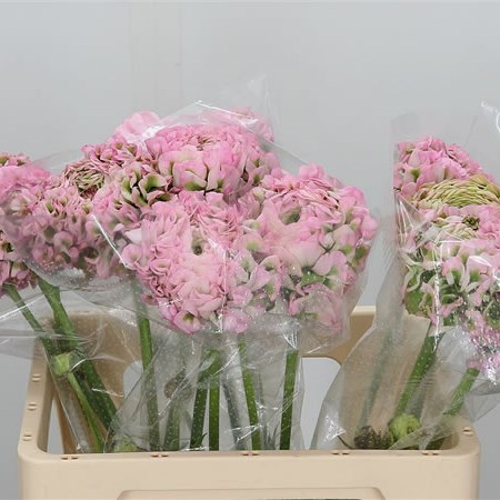 Ranunculus Pon Pon Hermione