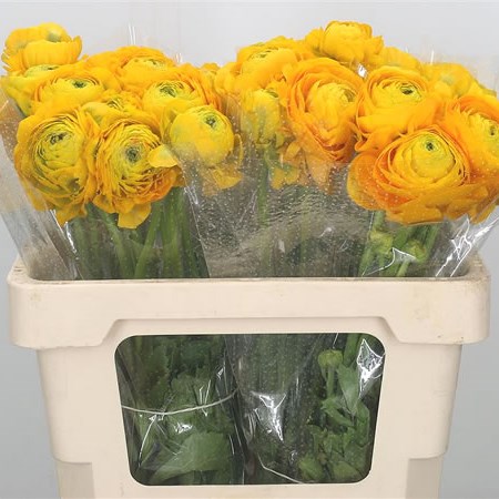 Ranunculus Pon Pon Luna