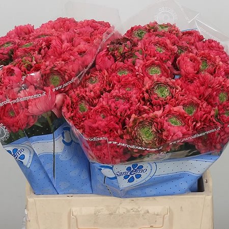 Ranunculus Pon Pon Minerva