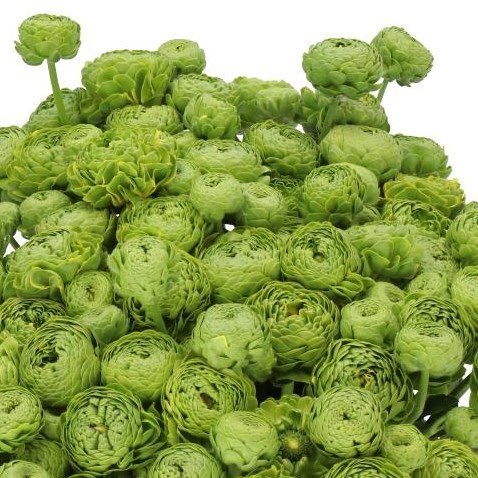Ranunculus Pon Pon Peter Pan
