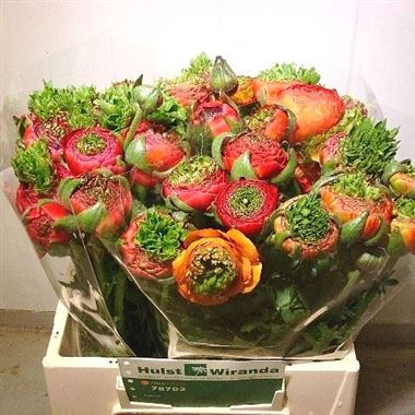 Ranunculus Reinette Orange