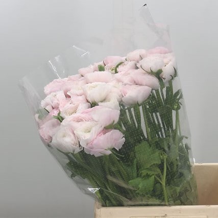 Ranunculus Rio