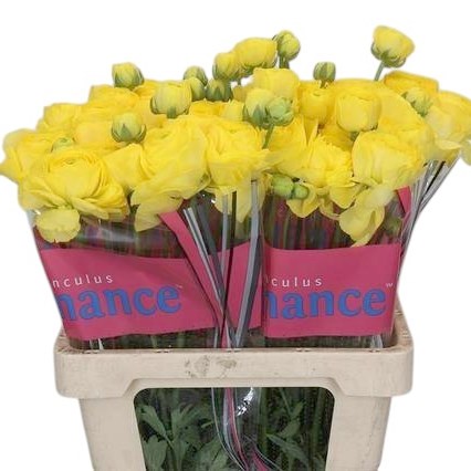 Ranunculus Romance Kitila