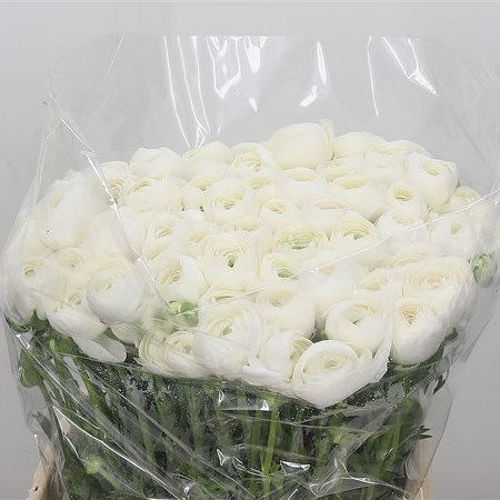 Ranunculus Snowflake