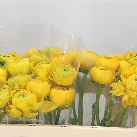 Ranunculus Success 122 Gia