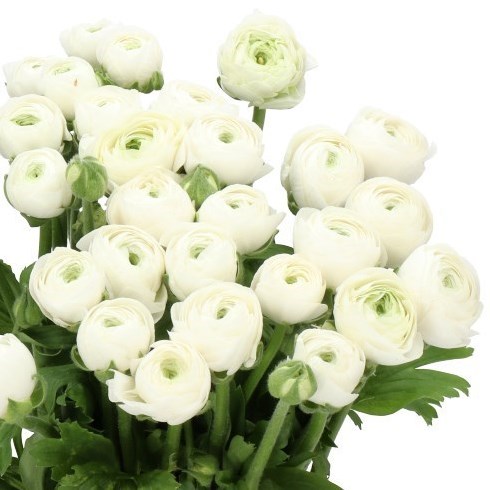 Ranunculus Success Bianca