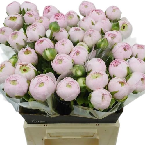 Ranunculus Success Hanoi Rosa
