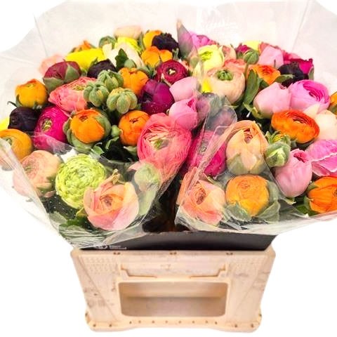Ranunculus Success Pretty Harmony