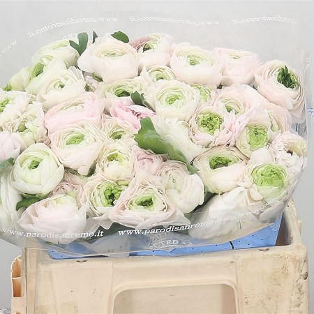 Ranunculus White/Salmon Rio