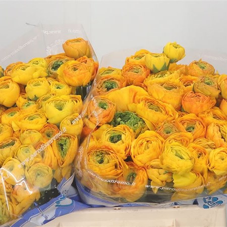 Ranunculus Yellow 122