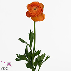 Ranunculus Amandine Mandarine