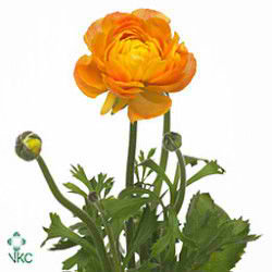 Ranunculus Amandine Orange