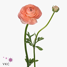 Ranunculus Amandine Pastel