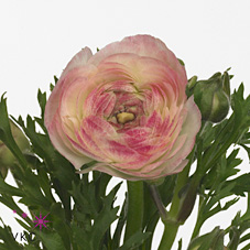 Ranunculus White Sfumato