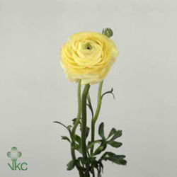 Ranunculus Elegance Cream