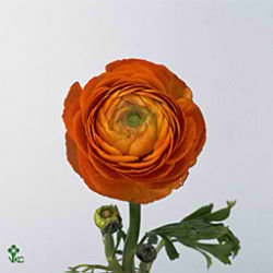 Ranunculus pauline orange
