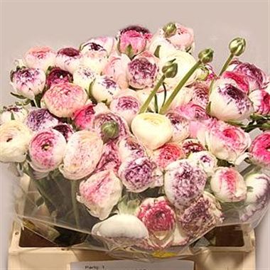 Ranunculus ranobelle inra picotee