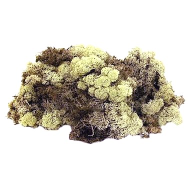 - Complete with Mossing Pegs 50 grams Natural Finland/Reindeer Moss 