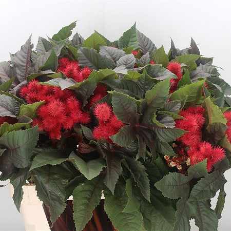 Ricinus Communis Impala