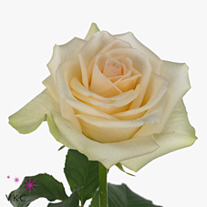 Rose abigaile