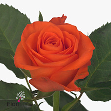 Rose almanza