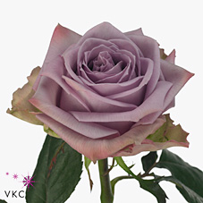 Rose armando