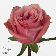 Rose art deco