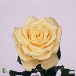 Rose Artemis