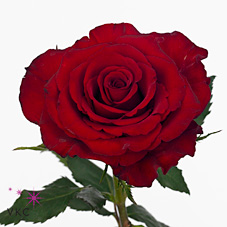 Rose asante