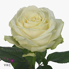 Rose avalanche 70cm