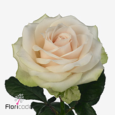 Rose avalanche jewel