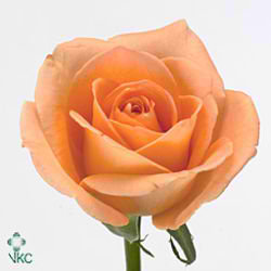 Rose avanti
