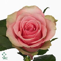 Rose belle rose