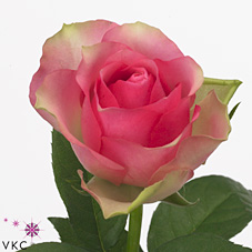 Rose bellevue