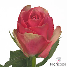 Rose bellissima