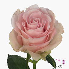 Rose bisou