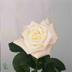 Rose blizzard