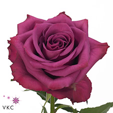 Rose blueberry 50cm
