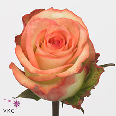 Rose boheme