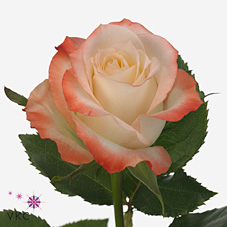 Rose cabaret