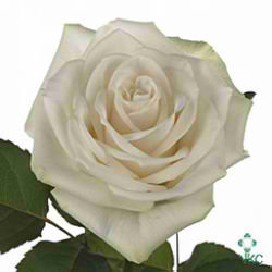 Rose carema