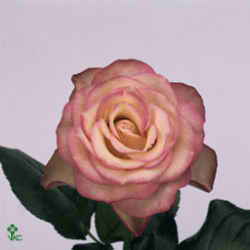 Rose carousel