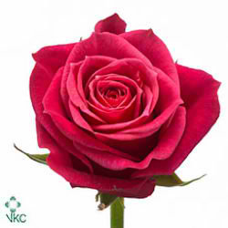 Rose cherry o