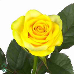 Rose citran
