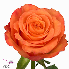 Rose confidens