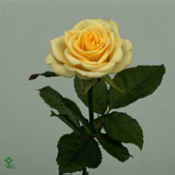 Rose Cream Prophyta