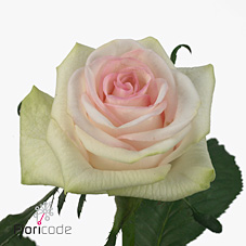 Rose cupcake