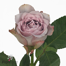 Rose dancing clouds